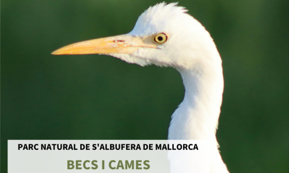 Taller BECS i CAMES